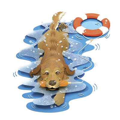 7月／水難救助犬：ゴールデン・レトリバー